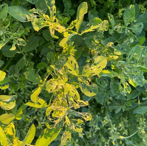 Alfalfa Weevil lighter feeding.jpg